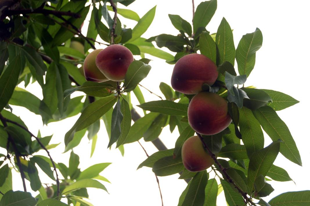 Türkiye'de yetişiyor Almanlar yiyor Türkler bakıyor. Kilo fiyatı ağızları açık bıraktı - Resim: 4